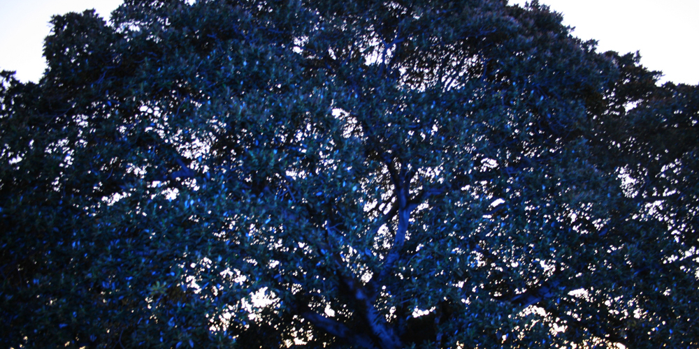 Allan Giddy, Earth V Sky, 2006-12. Bicentennial Park, Sydney, Australia. Image courtesy of the artist.