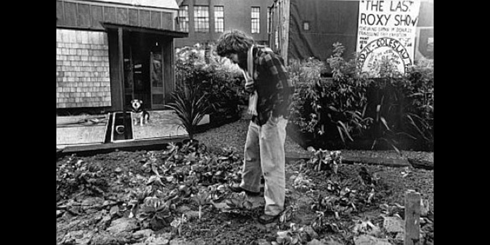 Vacant Lot of Cabbages : Barry Thomas